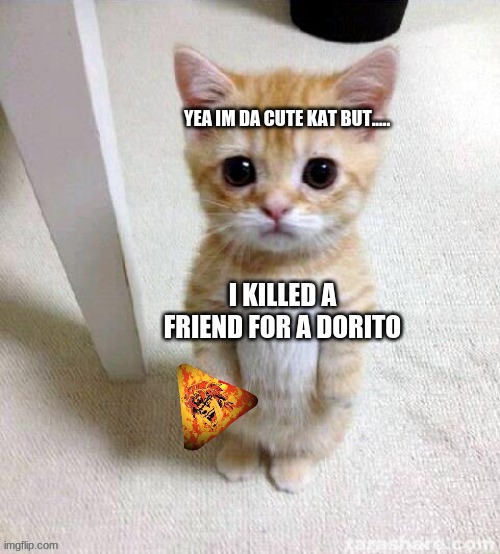 dorito cat Imgflip