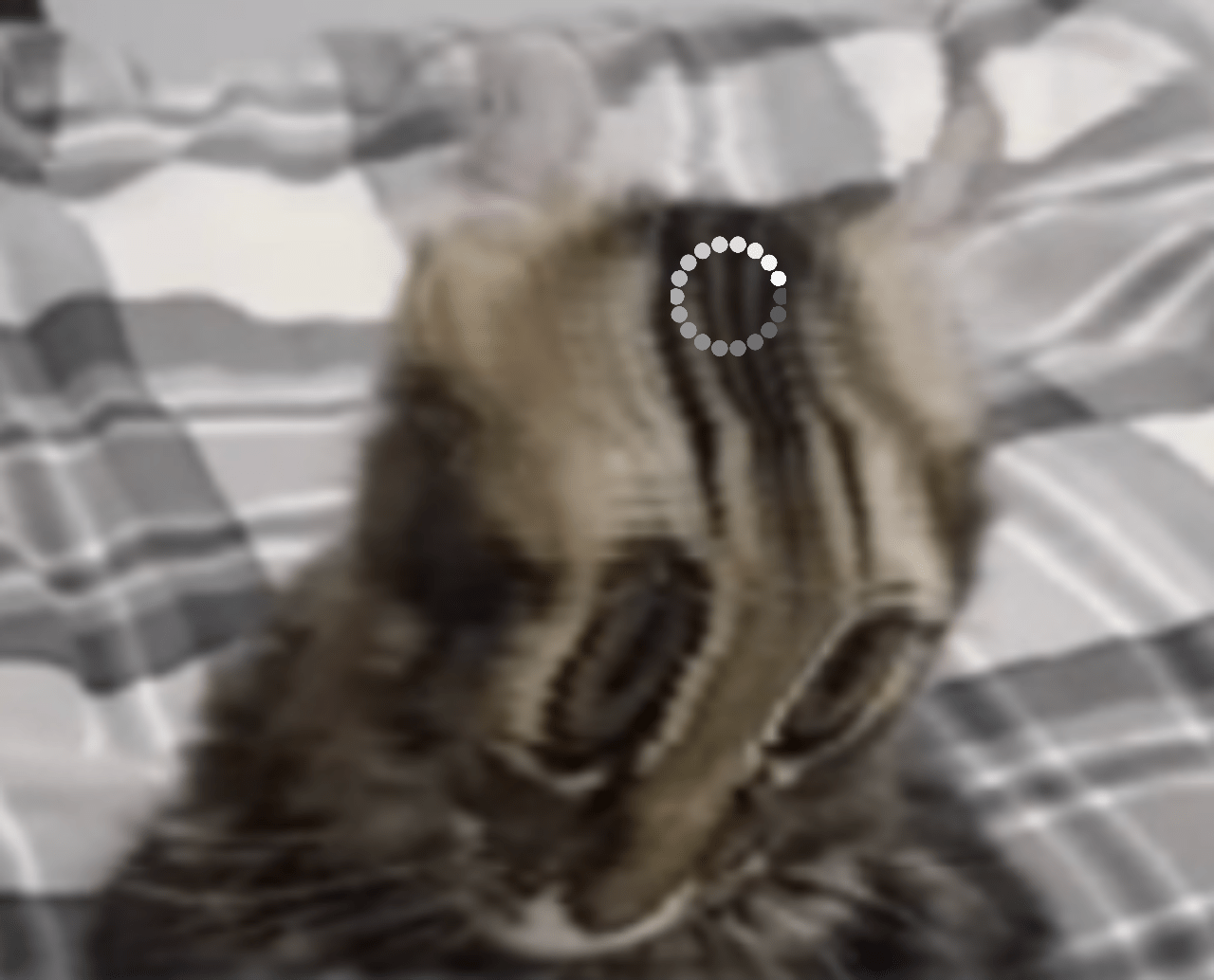 cat thinking Blank Template Imgflip