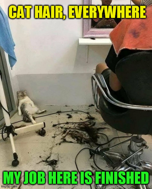 Sometimes I seriously think that is what my cat is thinking Imgflip