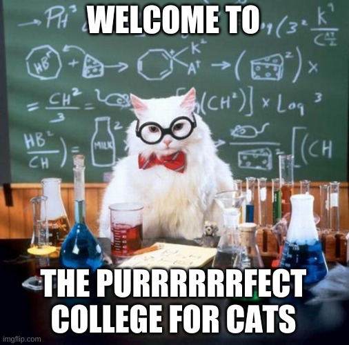 college cats Imgflip