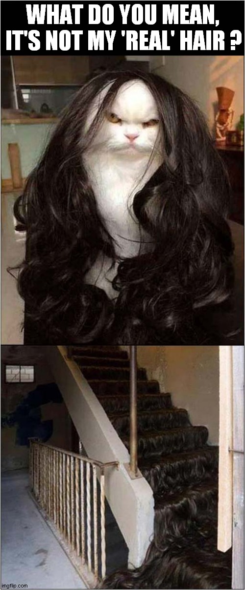 Cat 'Hair' Everywhere ! Imgflip