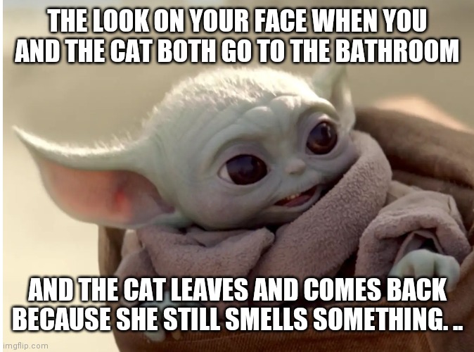 Baby Yoda and the Cat Imgflip