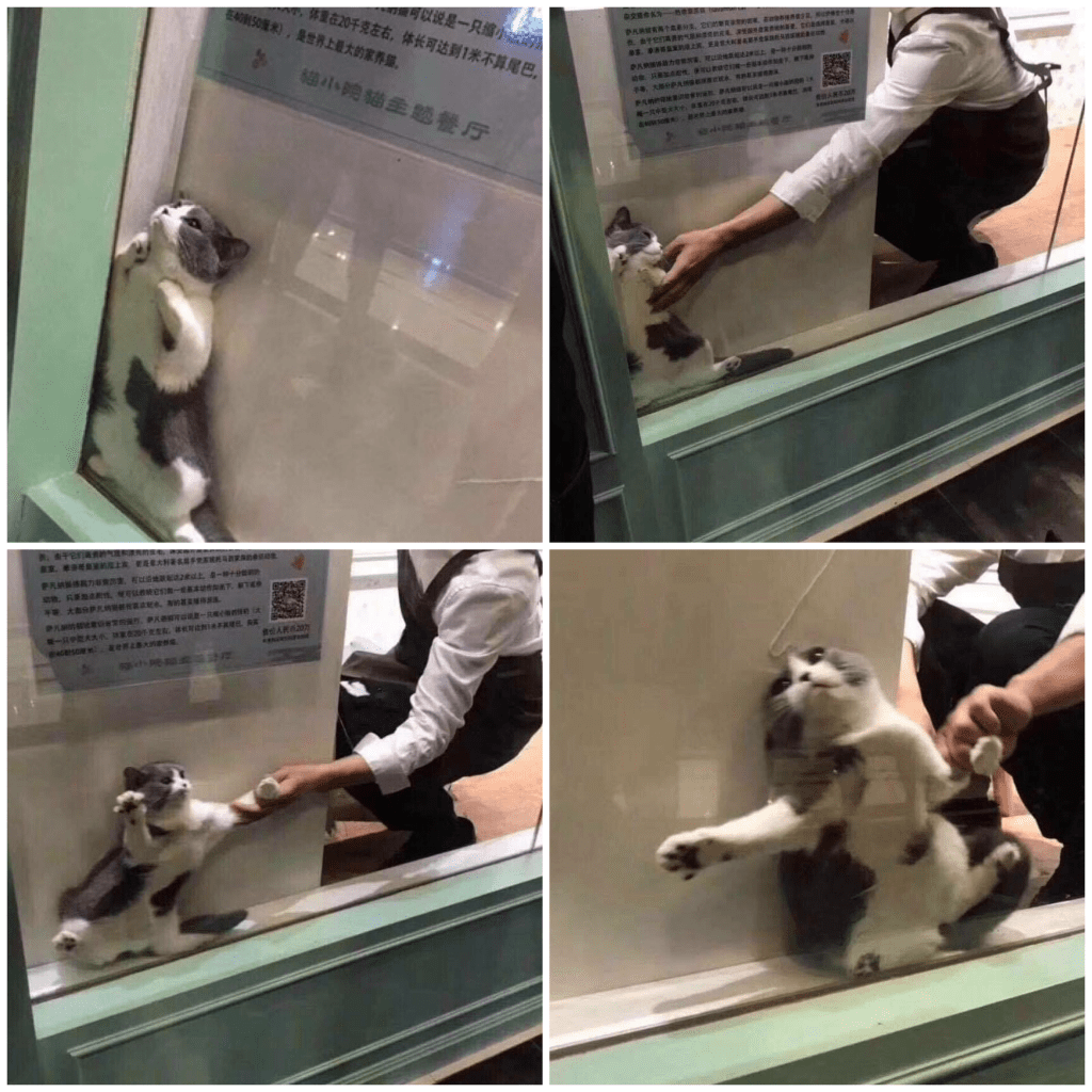 cat being dragged from window Blank Template Imgflip