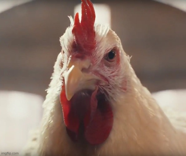 chicken Imgflip
