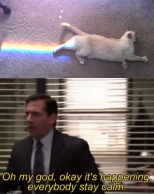 Nyan cat Imgflip