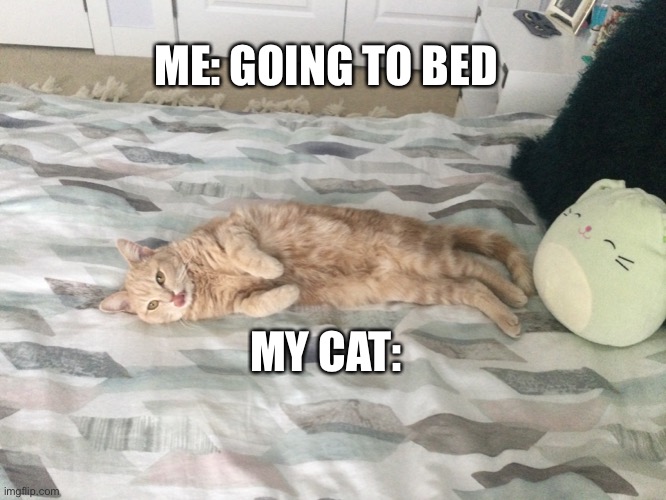 Meh cat in bed Imgflip