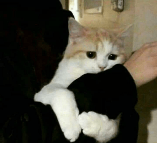 clingy cat Memes Imgflip