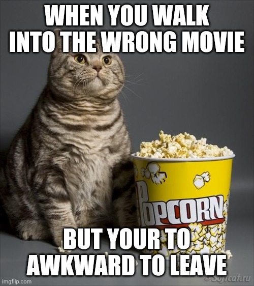 Cat eating popcorn Memes Imgflip