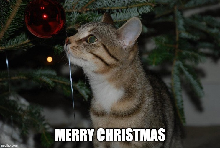 kitty Tinsel Imgflip