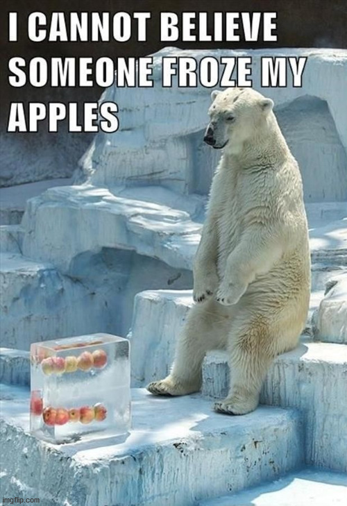 polar bear Memes & GIFs Imgflip