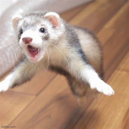 cuteferrets Memes & GIFs Imgflip