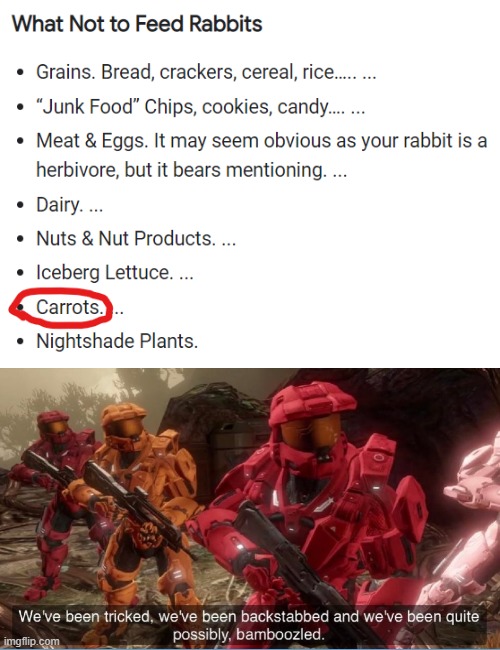 what not to feed rabbits Imgflip