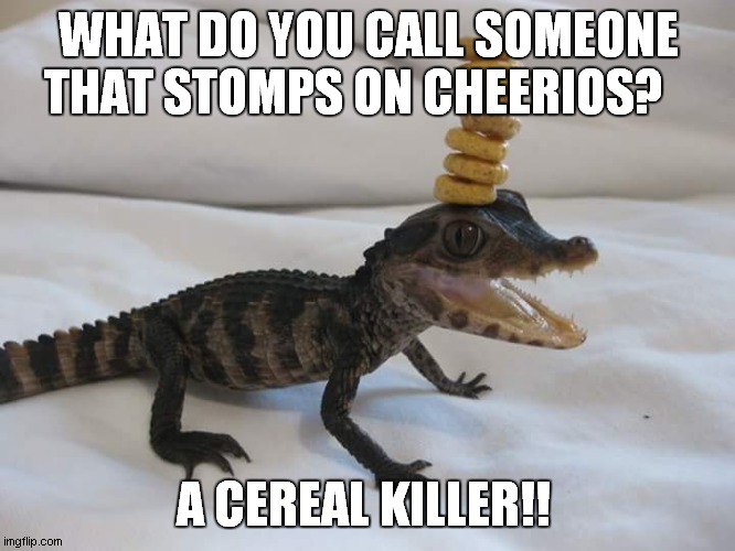 Baby Alligator with Cherios on its head Imgflip