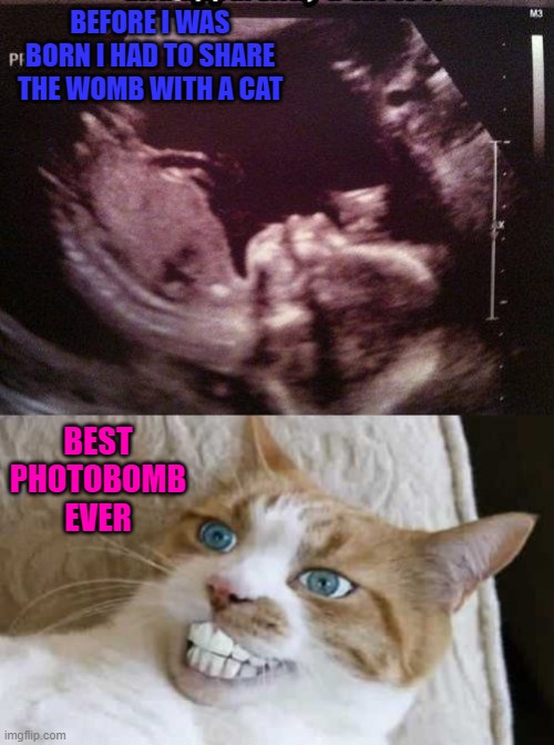 You can't escape the cat!!! Imgflip