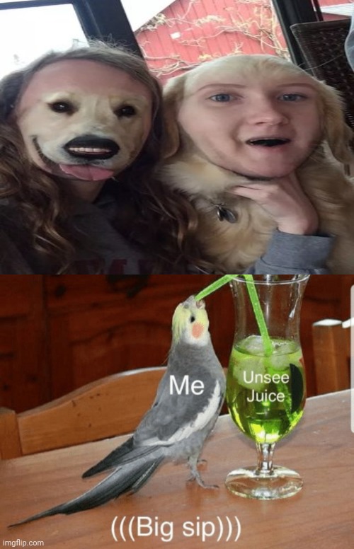 The lady and dog face swap Imgflip
