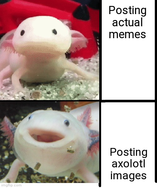 Image tagged in annoyed axolotl Imgflip