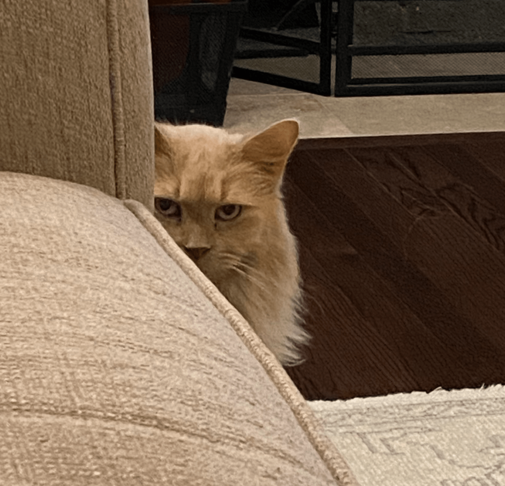 Soon cat Blank Template Imgflip