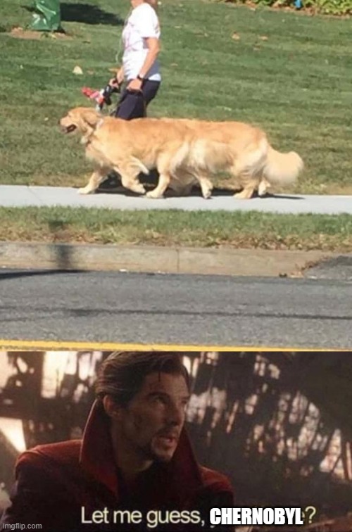 this doggo stepped on the elephant foot Imgflip