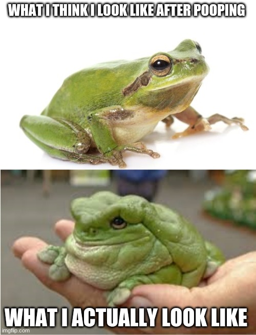 Skinny and fat frog Memes Imgflip