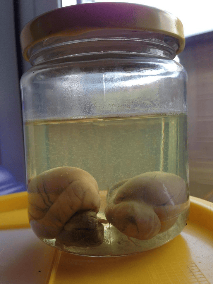 Pickled Testicles Balls in a Jar Blank Template Imgflip