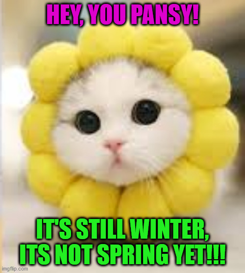 Pansy cat Imgflip