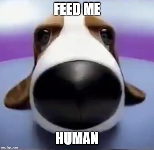 Staring Dog Imgflip