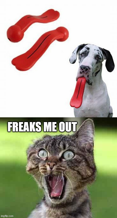 Image tagged in cat freak out,dogs Imgflip