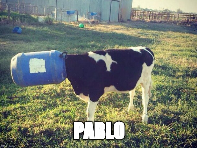Pablo the cow Imgflip