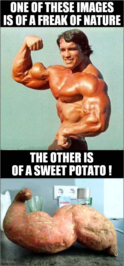Arnold Schwarzenegger One With Nature Meme