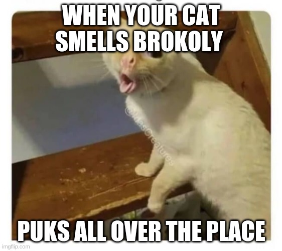 Coughing Cat Imgflip