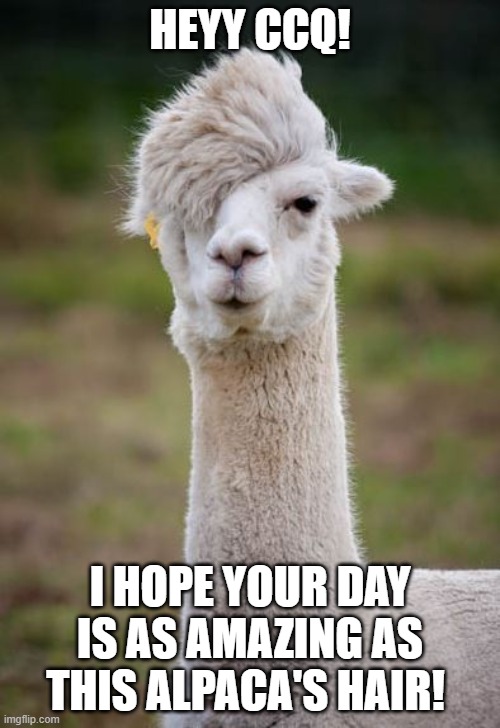 Alpaca Imgflip