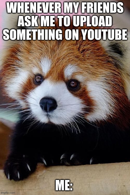 Red panda memes Imgflip