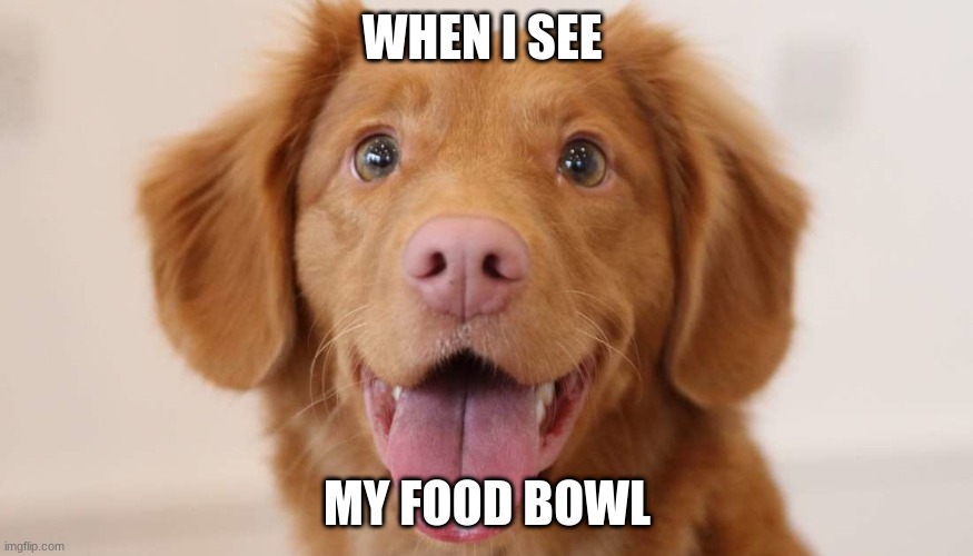 food bowl Imgflip