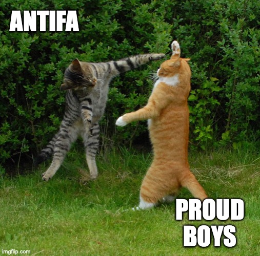 Two cats fighting Imgflip