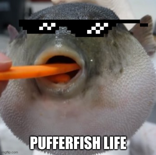pufferfish eating carrot Imgflip