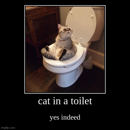 cat in a toilet Imgflip