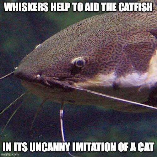 Funny Catfish