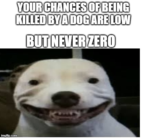 cursed dog Imgflip