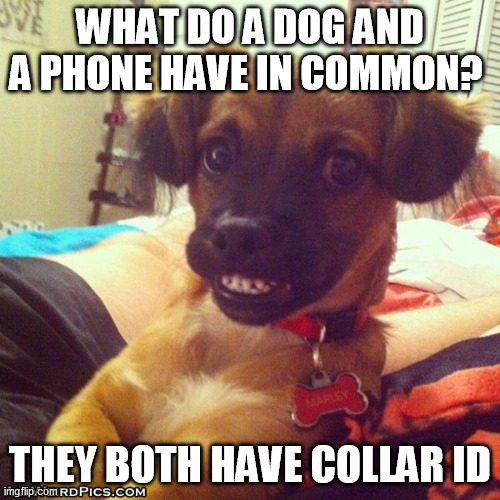 dog joke Memes & GIFs Imgflip