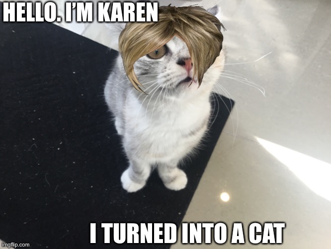 Karen the Cat?! Imgflip