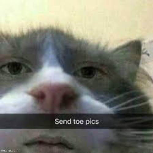 cats cursed Memes & GIFs Imgflip