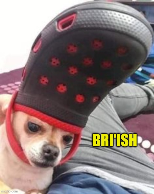 Sir Chihuahua Imgflip