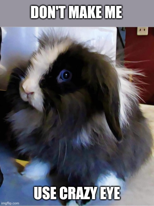 CRAZY BUNNY Imgflip