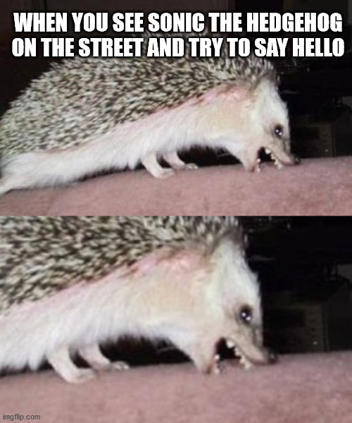 Sonic the Celebrithog Imgflip