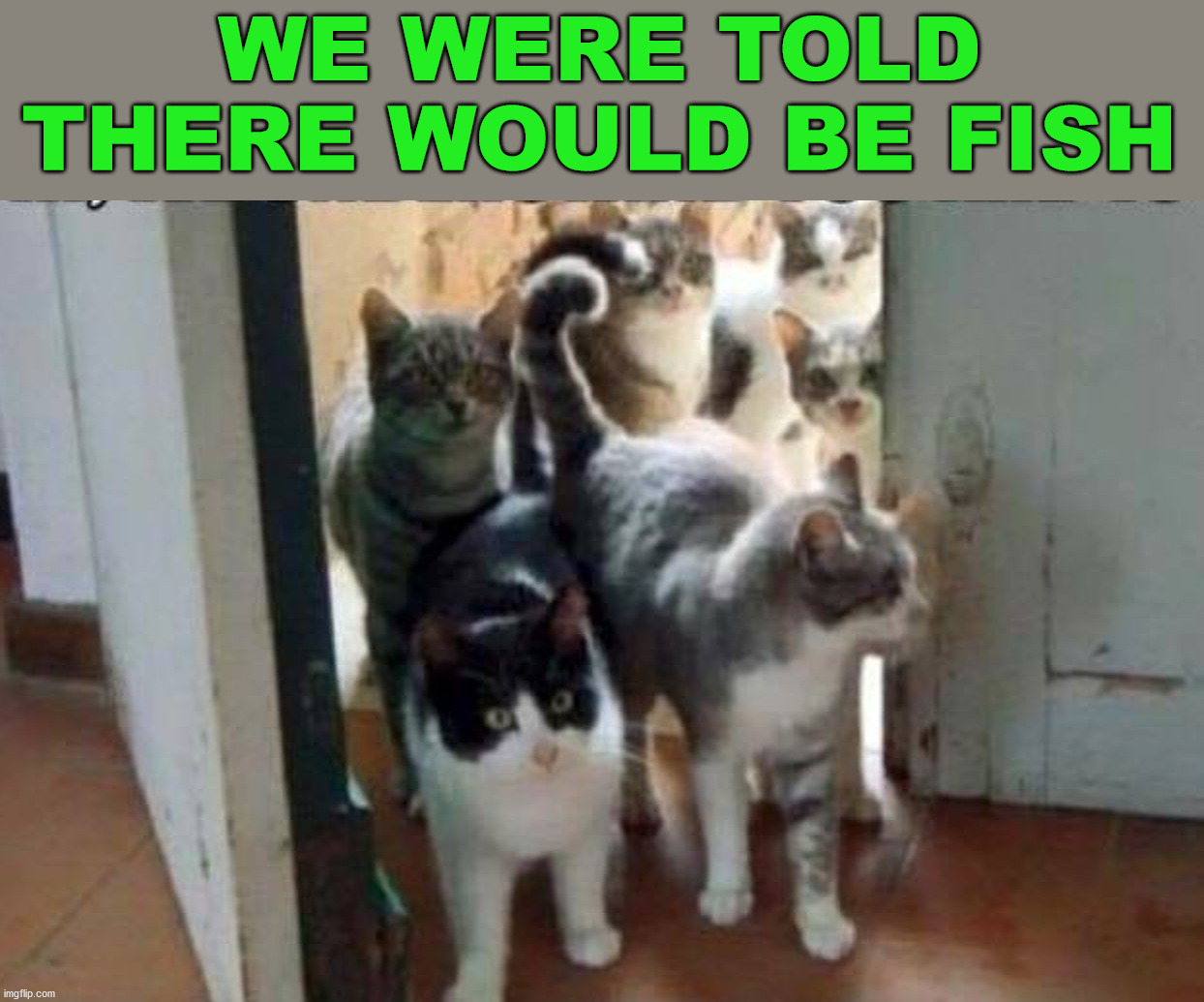 herd of cats Imgflip