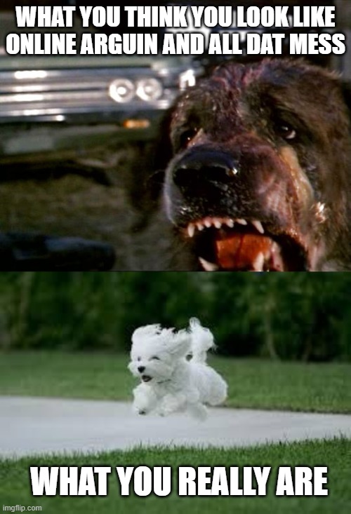 Image tagged in cujo,tiny dog Imgflip