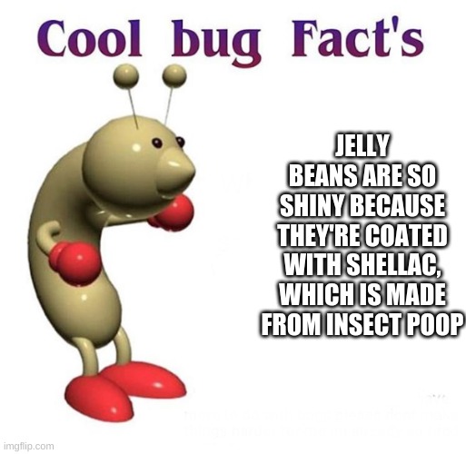 Cool Bug Facts Imgflip
