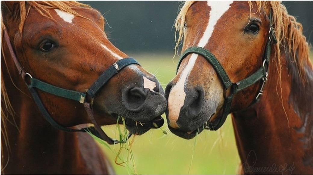 Horse sense Blank Template Imgflip