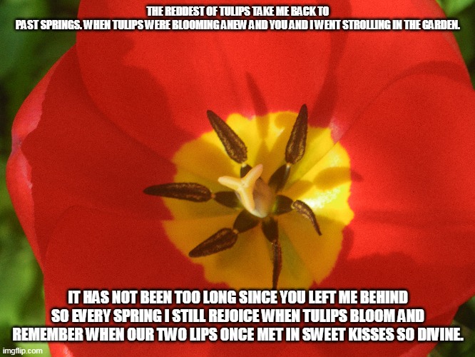 When Tulips Bloom Imgflip