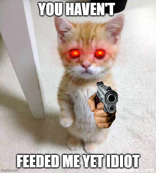 Cute Cat Meme Imgflip